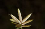 Epiphytic flatsedge